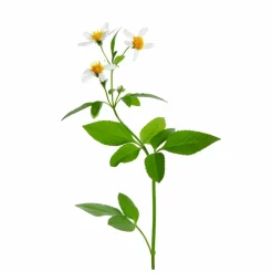 bareMinerals Ageless Phyto-AHA Radiance Facial