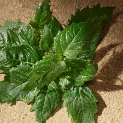 Dolce & Gabbana Devotion Pour Homme Eau de Parfum Spray