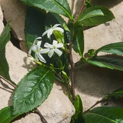 Dolce & Gabbana Light Blue Capri in Love Eau de Parfum