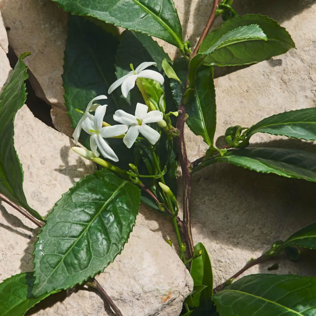 Dolce & Gabbana Light Blue Capri in Love Eau de Parfum