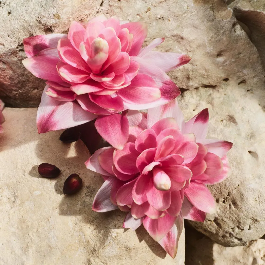 Dolce & Gabbana Light Blue Capri in Love Eau de Parfum