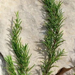 Dolce & Gabbana Light Blue Pour Homme Eau de Toilette Spray