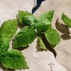 Dolce & Gabbana Light Blue Capri in Love Pour Homme Eau de Parfum Spra