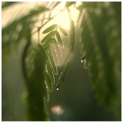 Estee Lauder Revitalizing Supreme Global Anti-Aging CC Creme SPF10