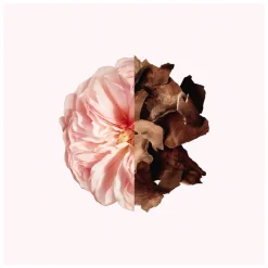 GIVENCHY Irresistible The Deodorant