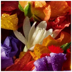 GUERLAIN Aqua Allegoria Forte FloraBloom Eau de Parfum Spray