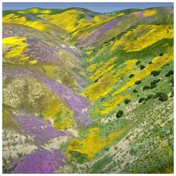 GUERLAIN Aqua Allegoria FloraBloom Eau de Toilette Spray