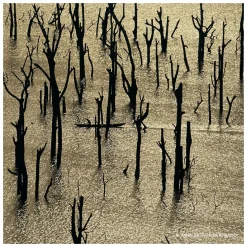 GUERLAIN Aqua Allegoria Forte Mandarine Basilic Eau de Parfum Spray