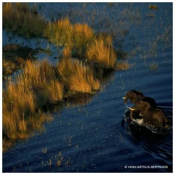 GUERLAIN Aqua Allegoria Forte Mandarine Basilic Eau de Parfum Spray