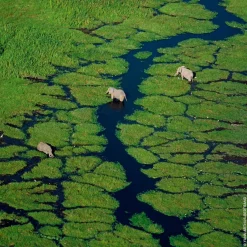 GUERLAIN Aqua Allegoria Rosa Verde Eau de Toilette Spray Refill