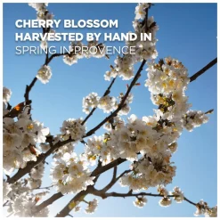 L'Occitane Cherry Blossom Shimmering Body Lotion