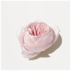 Origins Light Rose Moisturising Hand Cream