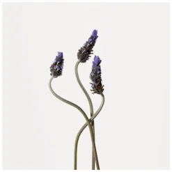 Origins Light Rose Moisturising Hand Cream