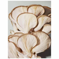 Origins Mega-Mushroom Relief & Resilience Soothing Face Mask