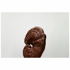 Origins Mega-Mushroom Relief & Resilience Soothing Gel Cream For Eyes