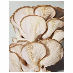 Origins Mega-Mushroom Soothing Hydra-Mist With Reishi & Snow Mushroom