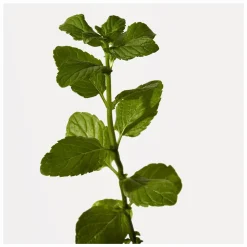 Origins Peace Of Mind Moisturising Hand Cream