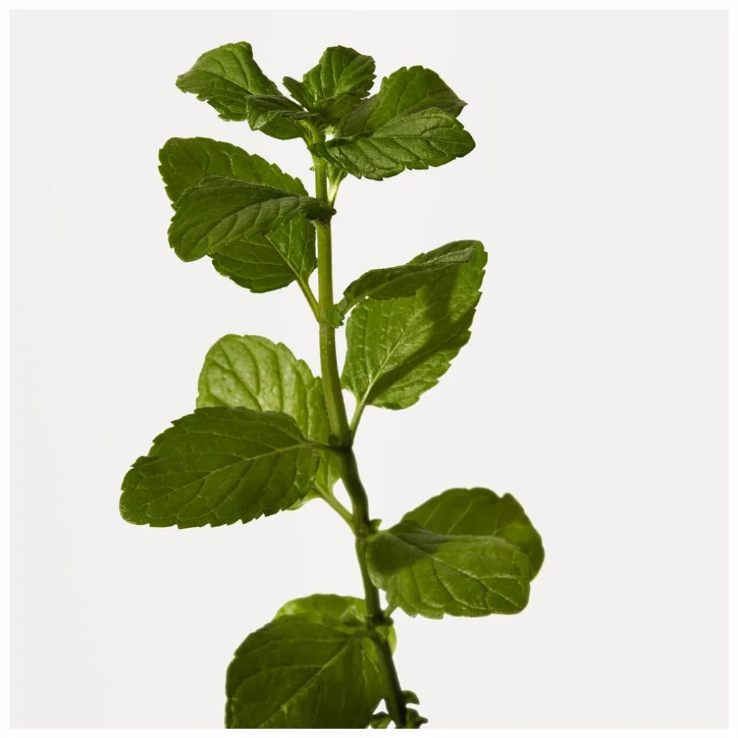 Origins Peace Of Mind Moisturising Hand Cream